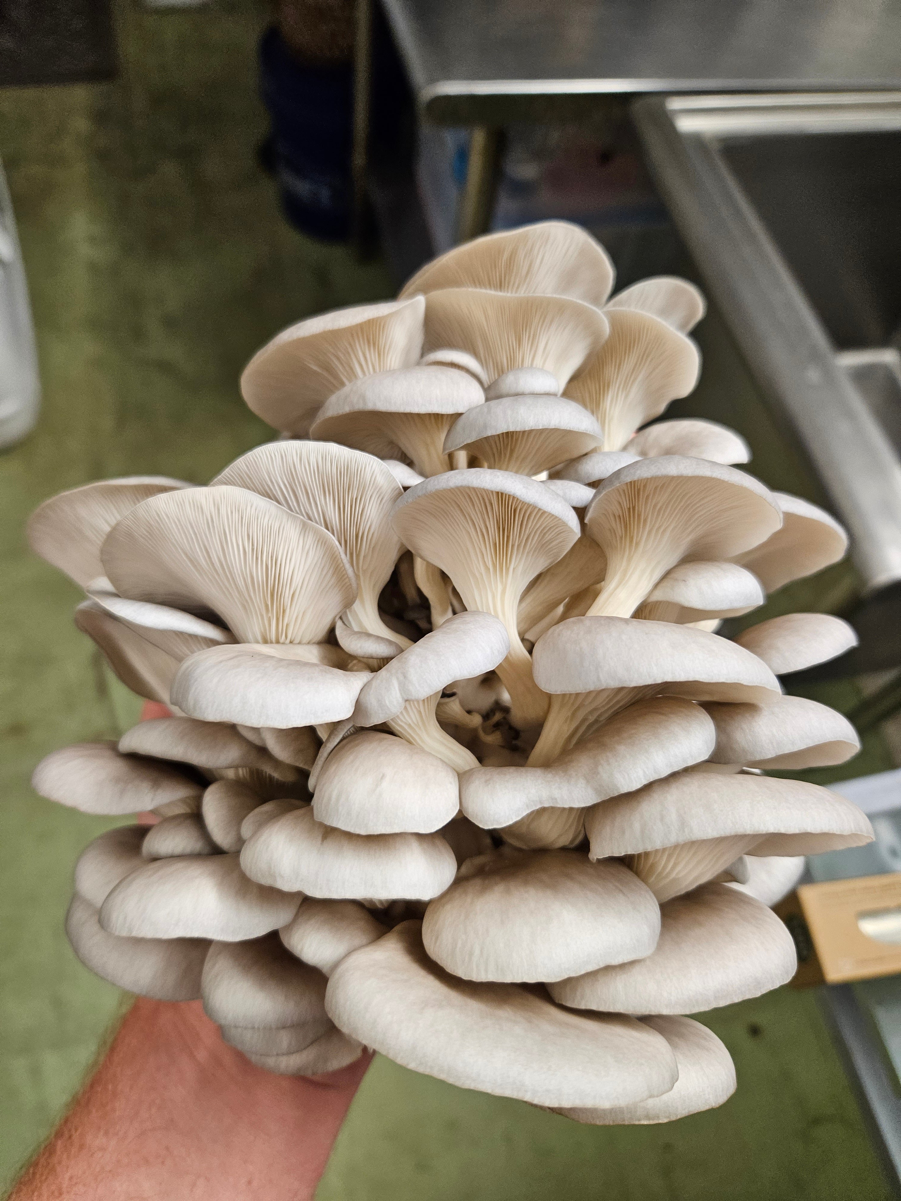 U.S.D.A. Organic Oyster Mushrooms (Fresh)
