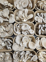 Load image into Gallery viewer, U.S.D.A. Organic Oyster Mushrooms (Fresh)

