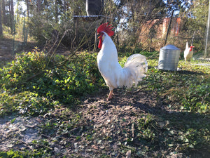 Happy Dragonfly Homestead