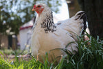 Load image into Gallery viewer, USDA Organic Laying Hens
