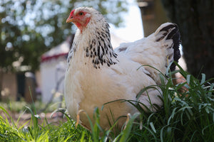 USDA Organic Laying Hens