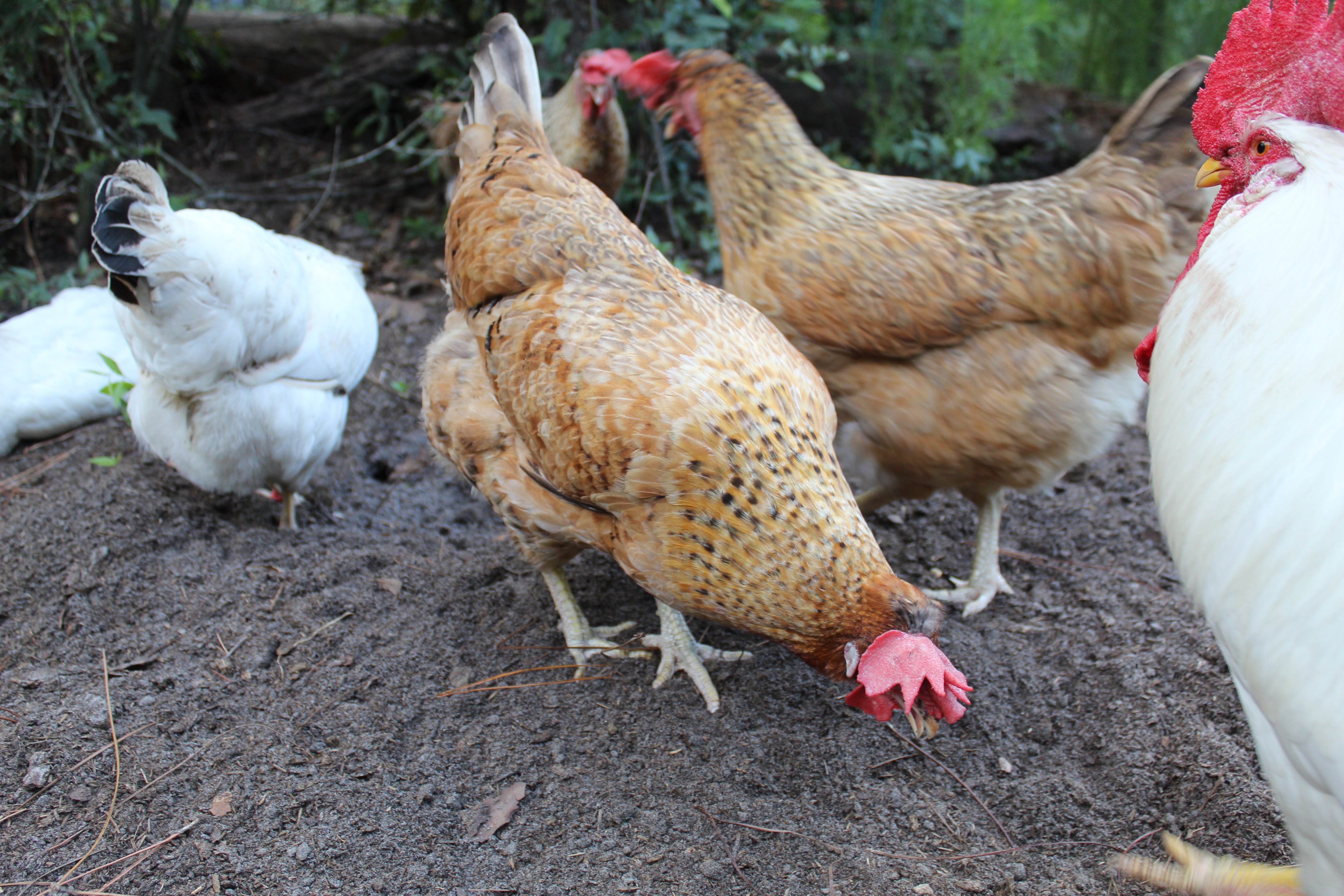 Chicken - Whole Bird - Certified Organic - Pasture Raised – Waseda Farms