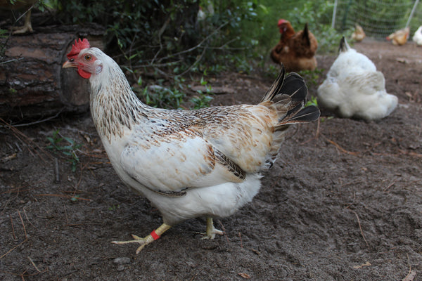 Whole Chicken  horvathorganicfarm