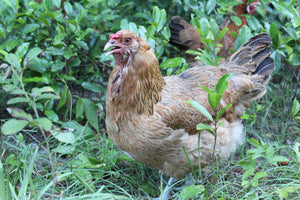 U.S.D.A. Organic Chicken Eggs