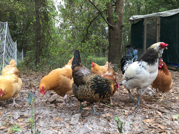 Preventing Rotten Eggs {What NOT to Feed Your Chickens} - Yellow Birch  Hobby Farm