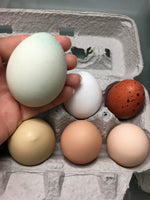 Load image into Gallery viewer, U.S.D.A. Organic Chicken Eggs
